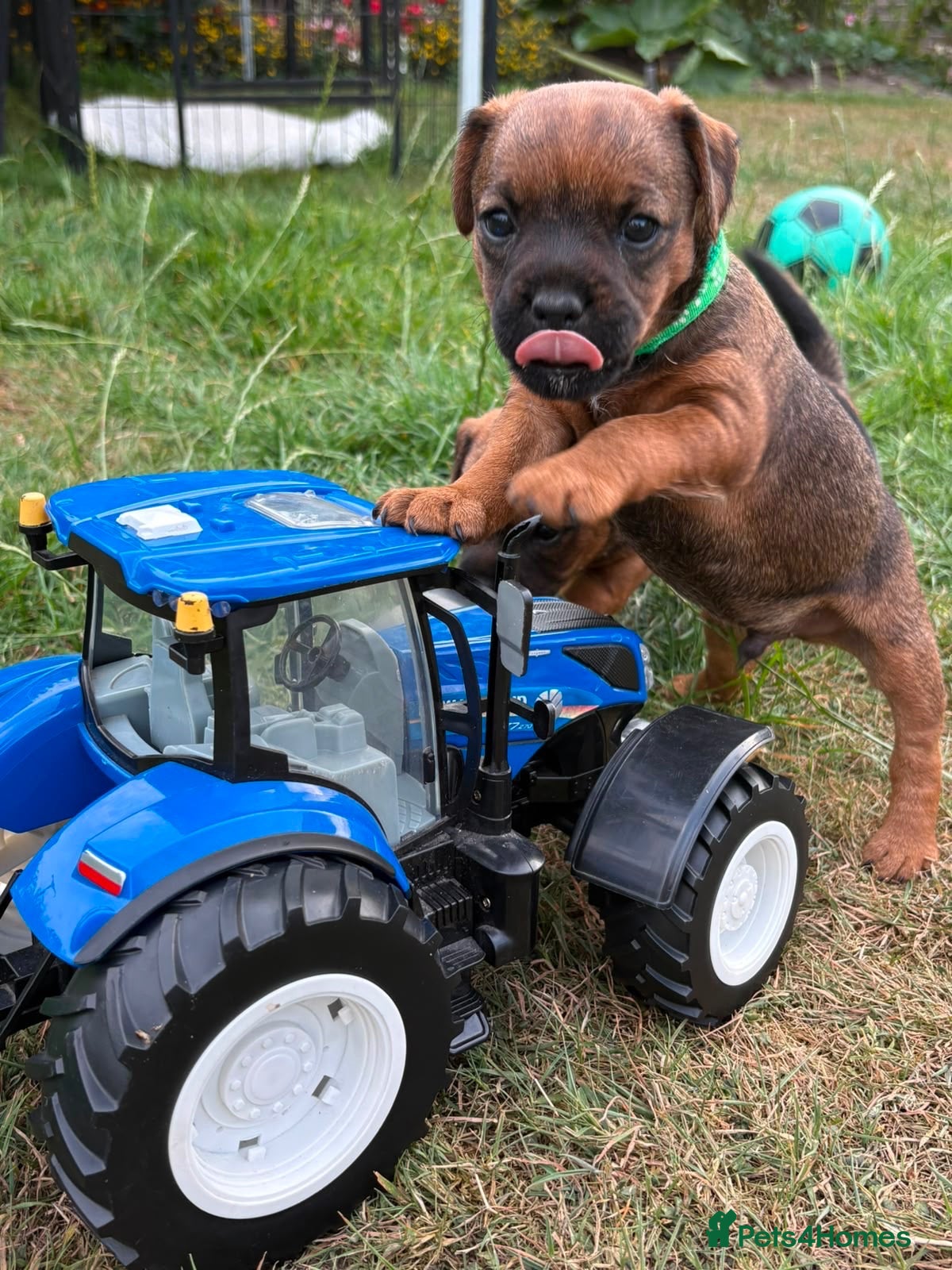 Mixed Breed dogs Beautiful BorderJack Puppies - Advert 1