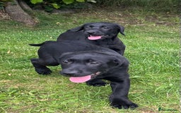 Labrador Retriever dogs for sale: Beautiful male Labrador pups - Image 2