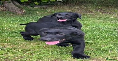 Labrador Retriever dogs - Advert 6