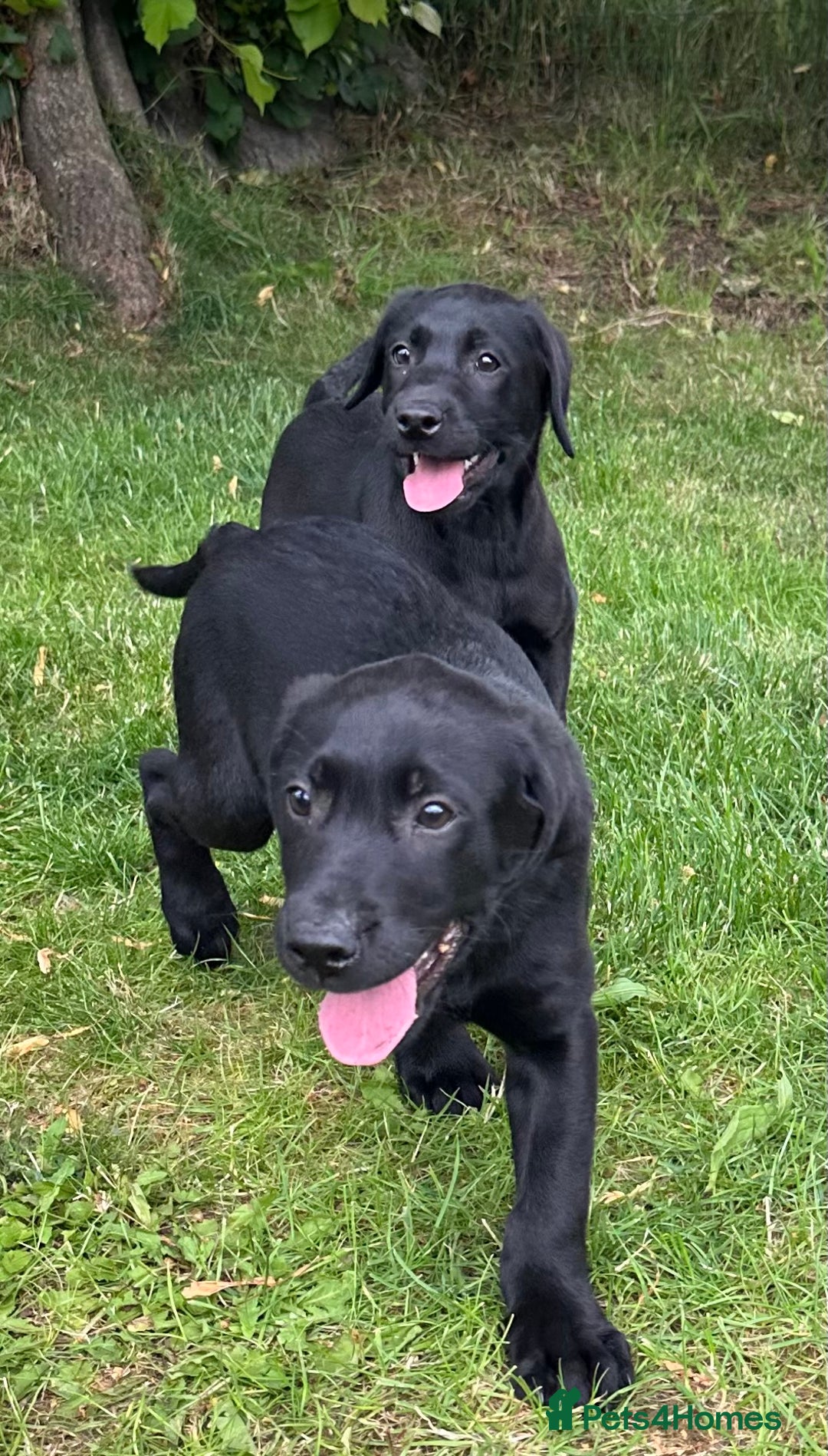 Labrador Retriever dogs for sale: Beautiful male Labrador pups - Image 2