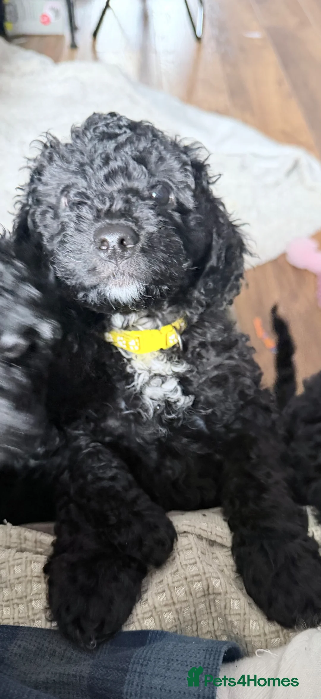 Cockapoo dogs for sale: F1B Cockapoo puppy’s  - Advert 13