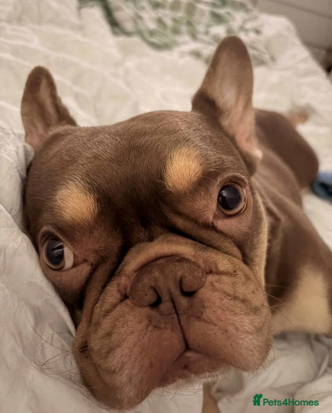 French Bulldog dogs for sale: Frenchie for adoption/not for sale - Advert 8