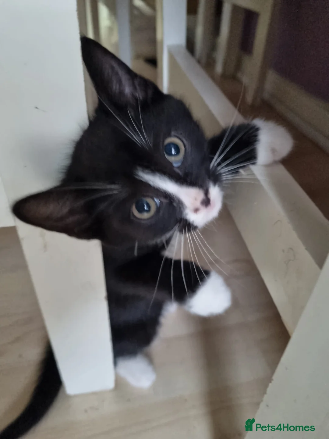 Mixed Breed cats for sale: female kittens - Advert 1
