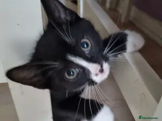 Mixed Breed cats 3 male 1 female kittens - Advert 1