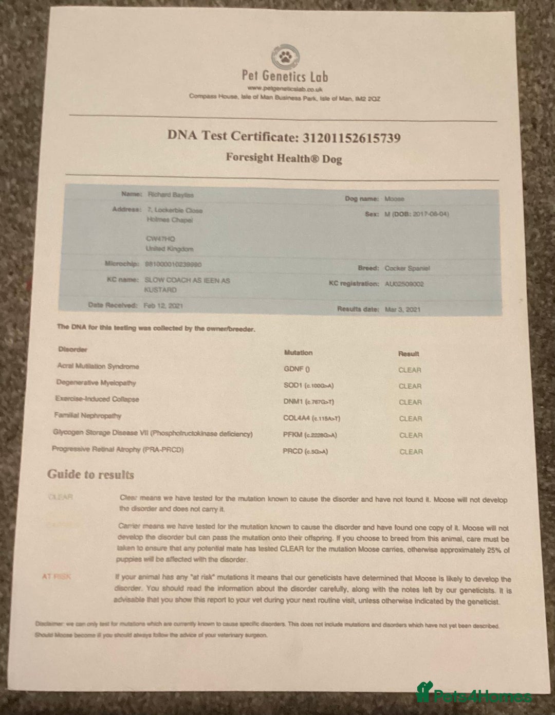 Cocker Spaniel dogs for sale: KC registered working cocker spaniel puppies  - Advert 7