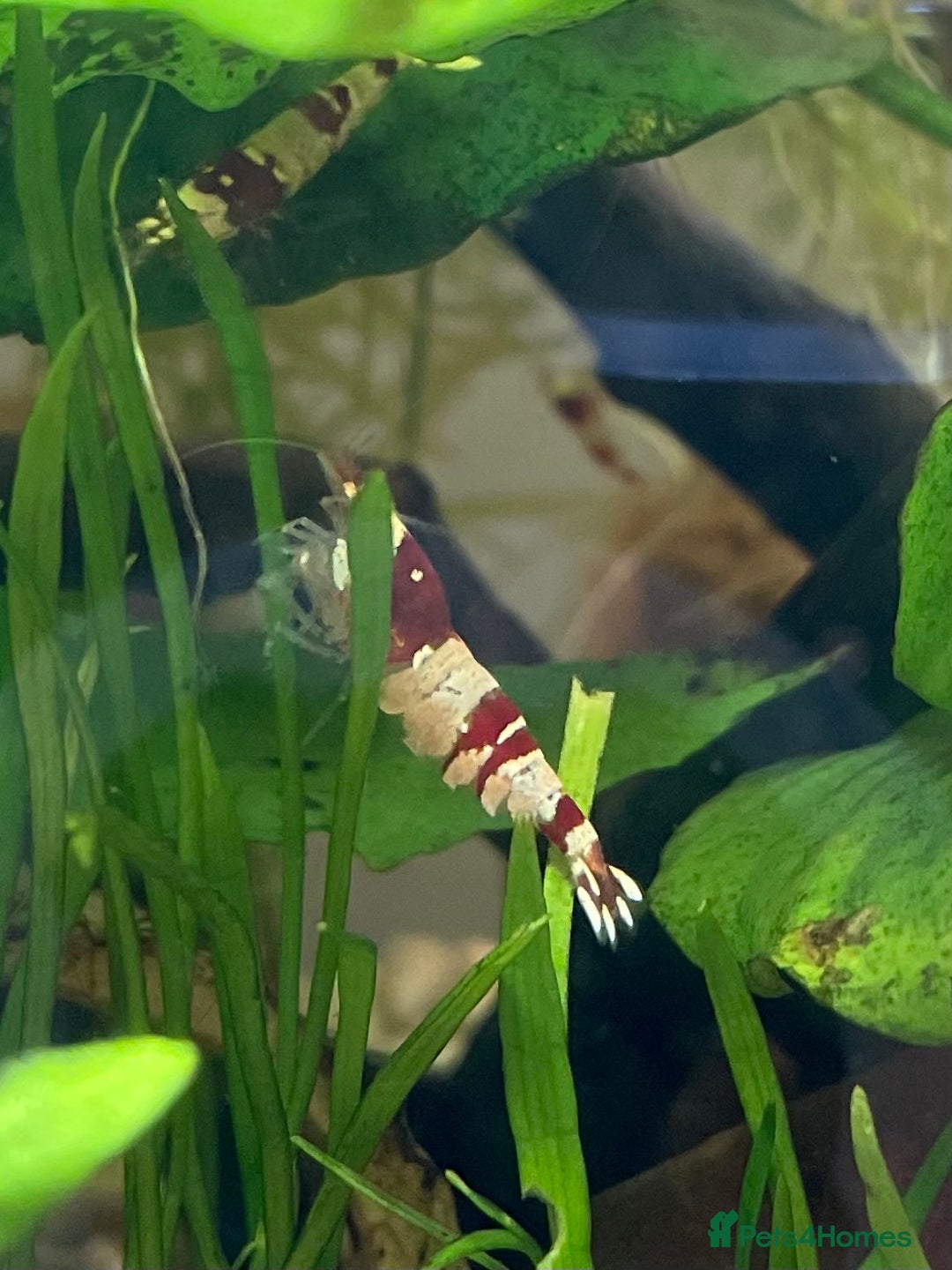 Shrimps fish for sale: Crystal Red Bee Shrimp (Caridina cantonensis) - Image 7