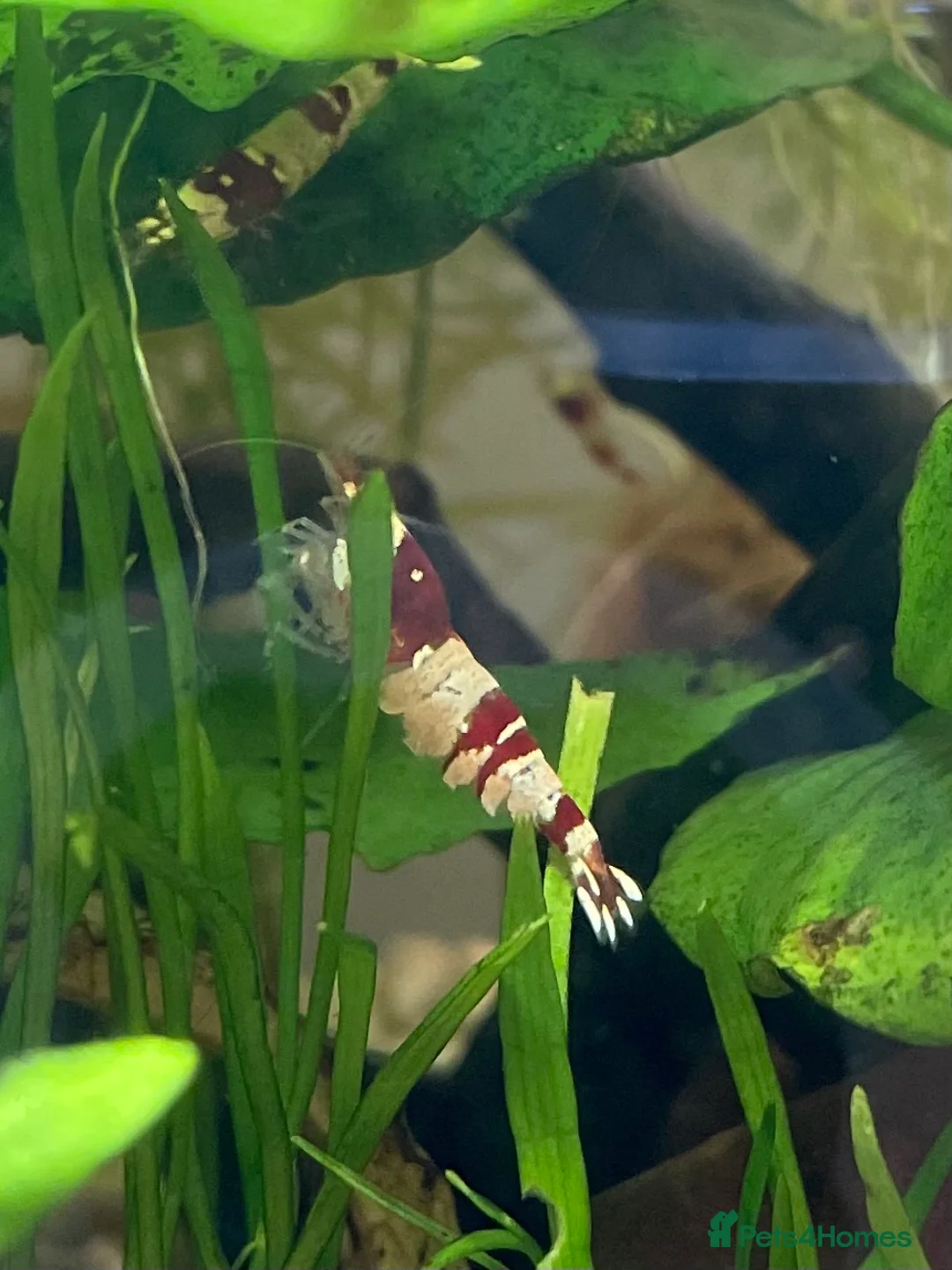 Shrimps fish for sale: Crystal Red Bee Shrimp (Caridina cantonensis) - Advert 7