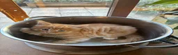 Mixed Breed cats for sale: Healthy , Energetic, Absolutely stunning 8  - Advert 9