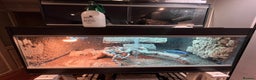 Monitor reptiles for sale: Black-Headed Monitors & Pigmy Mulga Monitors - Advert 12