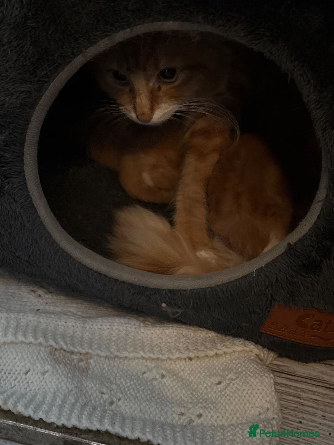 Ragdoll cats for sale: 🩷🩵Flamepoint ragdoll babies 🩵🩷 - Advert 1