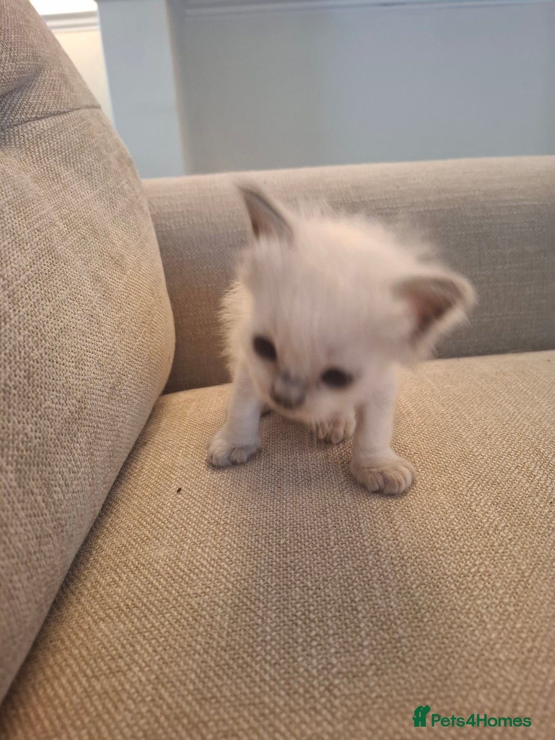 Ragdoll cats for sale: 🩵Blue Point KITTENS for sale!🩵 - Image 24