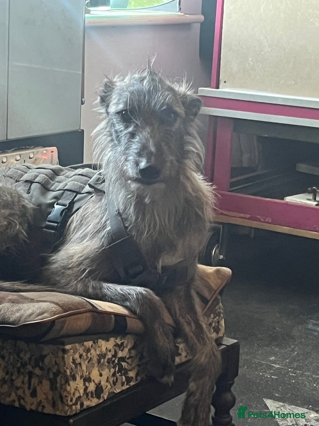 Mixed Breed dogs for sale: Lurcher Siblings - Image 2