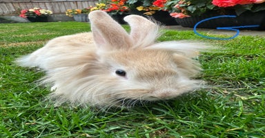 Lionhead rabbits - Advert 5