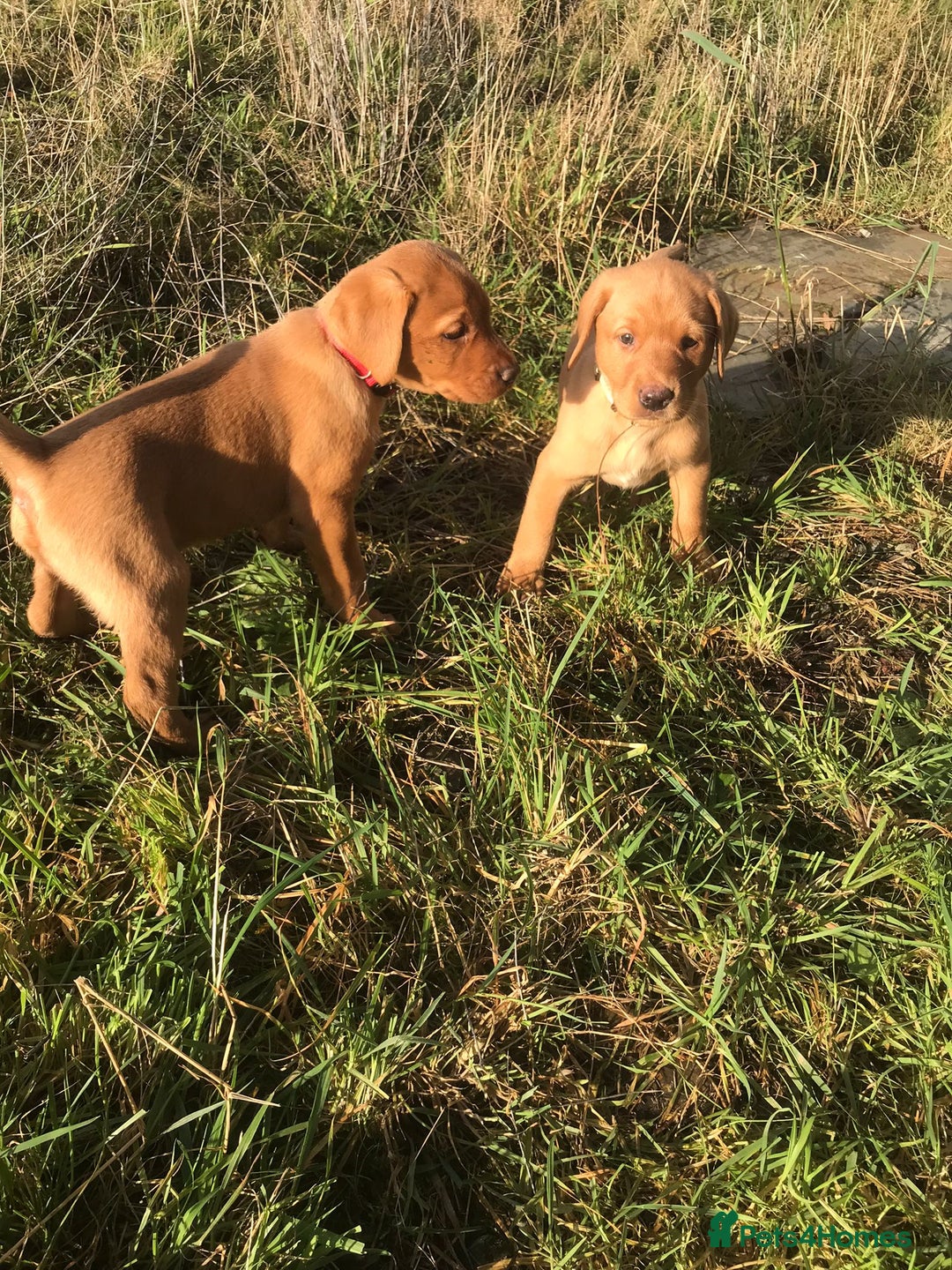 Labrador Retriever dogs for sale: KC Reg Fox red labrador litter of 6 dogs 4 bitches - Advert 38