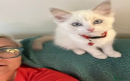 Ragdoll cats for sale: Ragdoll kittens Blue, Lilac & flame or blue/seal - Image 22