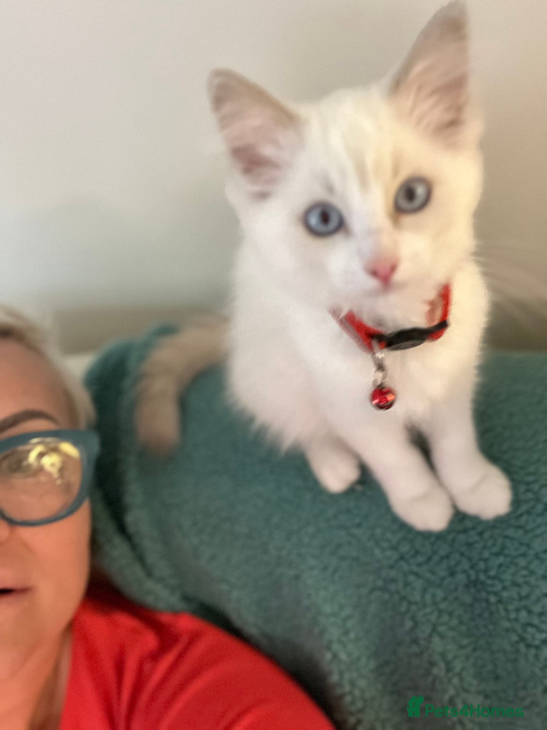 Ragdoll cats for sale: Ragdoll kittens Blue, Lilac & flame or blue/seal - Image 22