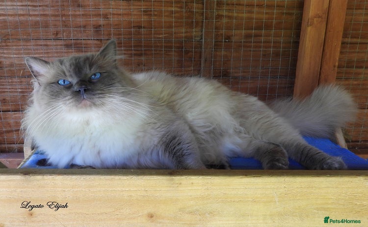 Ragdoll cats - Advert 2