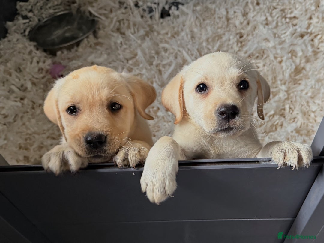 Labrador Retriever dogs for sale: PRICE REDUCED✨Ready now✨ One boy left available ✨ - Image 1