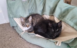 Maine Coon cats for sale: Maine Coon Mix READY TO GO - Image 8