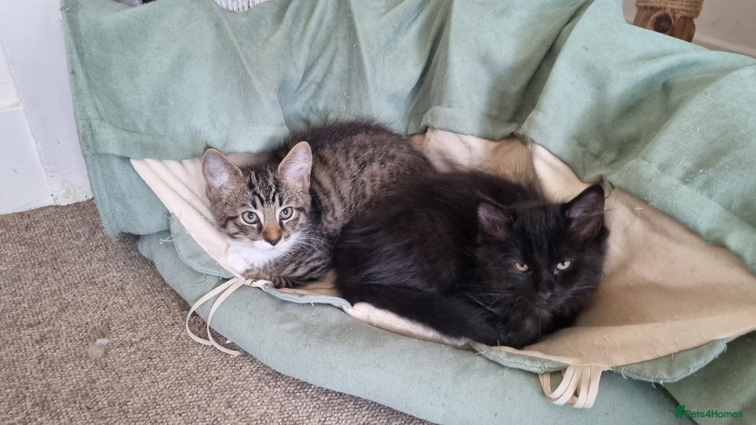 Maine Coon cats for sale: Maine Coon Mix READY TO GO - Image 8