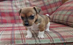 Jack Russell dogs for sale: Traditional Jack Russell Pups DNA Health Tested  - Image 4
