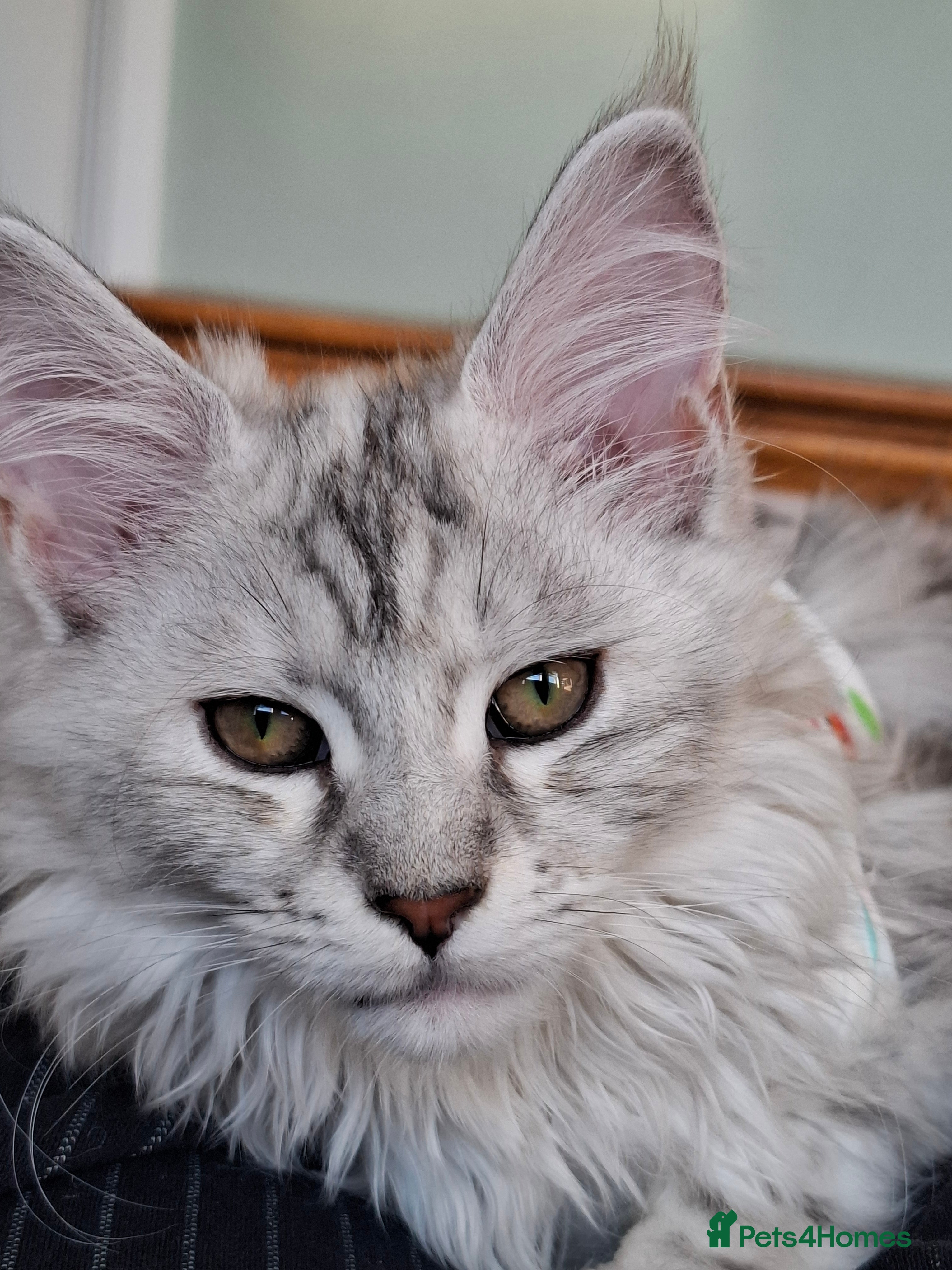 Maine Coon cats Tica Registered Maine Coon Kittens - Advert 4