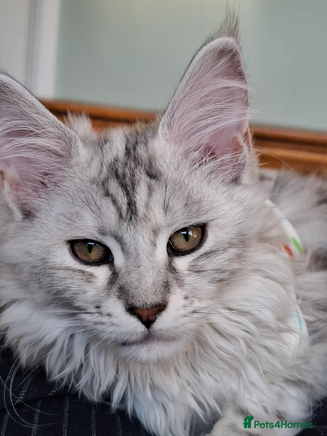 Maine Coon cats for sale: Tica Registered Maine Coon Kittens - Advert 2