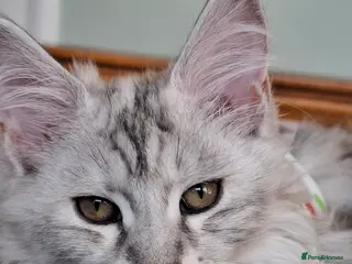 Maine Coon cats Tica Registered Maine Coon Kittens - Advert 4