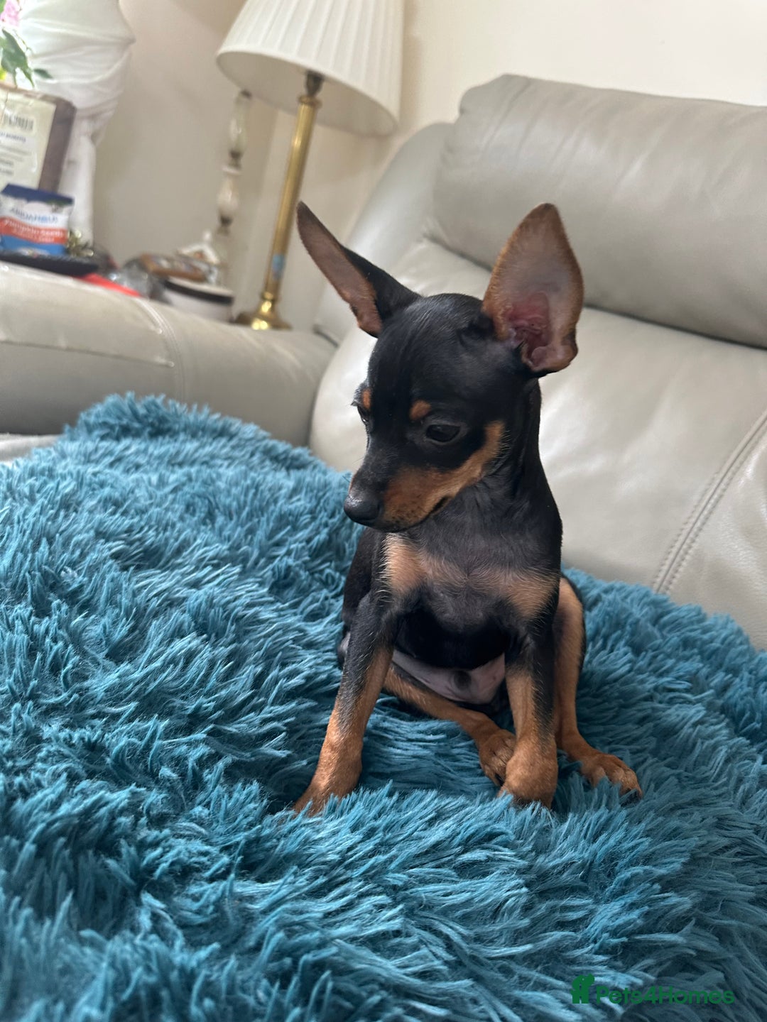 Russian Toy Terrier dogs for sale: Russian Toy terrier KC - Image 2