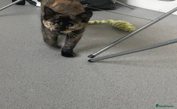 Mixed Breed cats - Advert 4