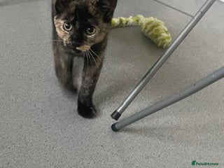 Mixed Breed cats - Advert 10