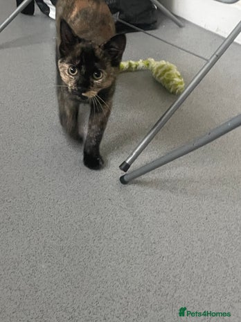 Mixed Breed cats - Advert 4