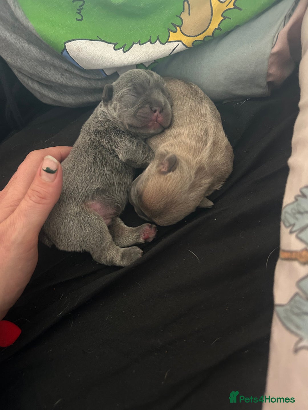 French Bulldog dogs for sale: French bull dogs  - Image 12