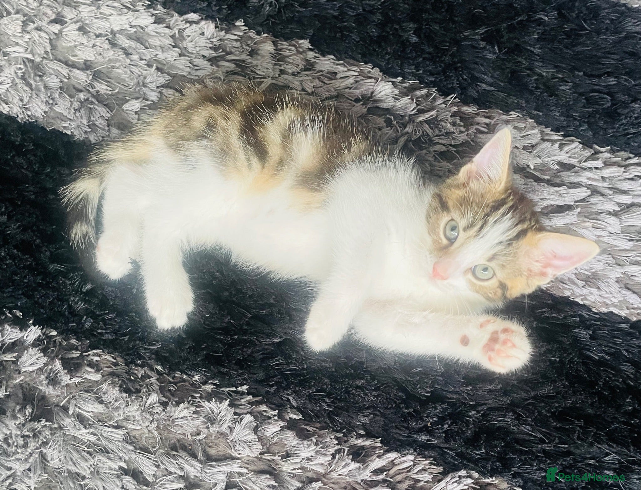 Mixed Breed cats One Gorgeous kitten  - Advert 1