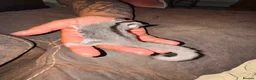 Sugar Glider rodents for sale: Sugar glider - Advert 4
