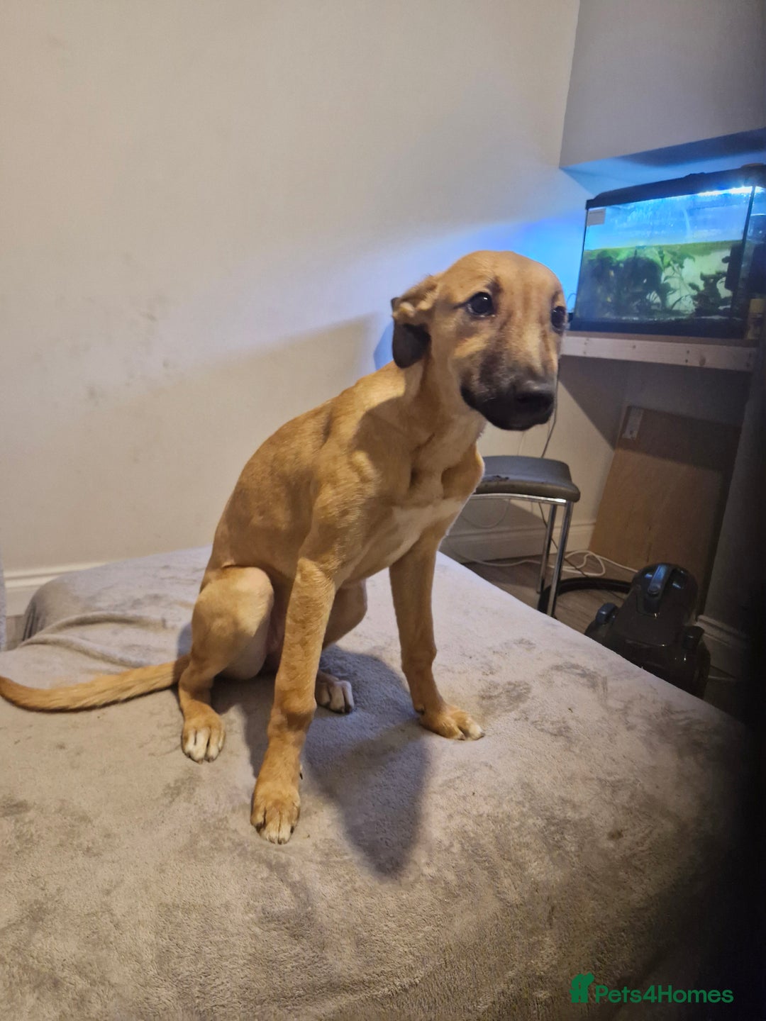 Mixed Breed dogs for sale: Wippet cross puppy - Advert 1