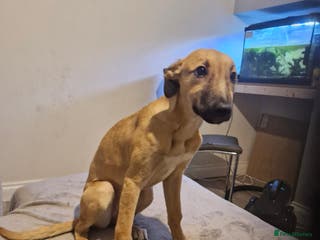 Mixed Breed dogs Reservered pending collecrion Wippet cross puppy - Advert 2