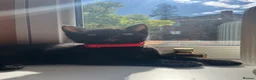 Mixed Breed cats for sale: Two beautiful black kittens  in Bracknell - Advert 8
