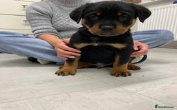Rottweiler dogs for sale:  TWO LEFT ONLY *READY TO GO NOW* ROTTWEILER PUPS  - Advert 30