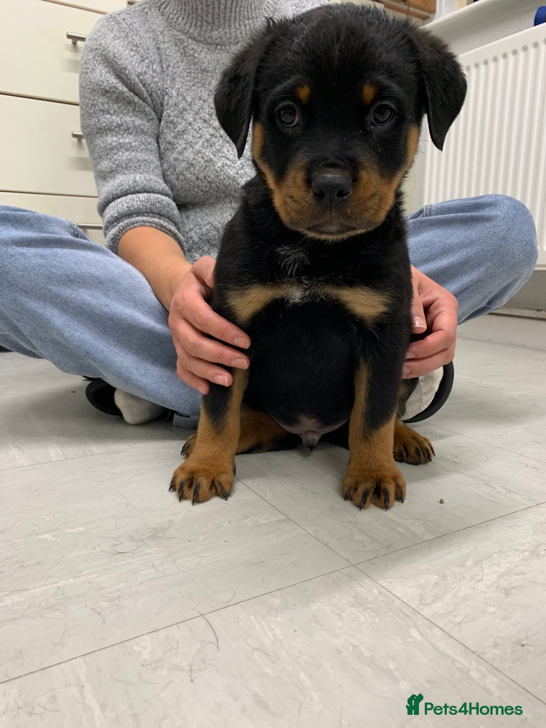 Rottweiler dogs for sale:  TWO LEFT ONLY *READY TO GO NOW* ROTTWEILER PUPS  - Advert 30