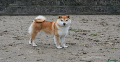 Japanese Shiba Inu dogs - Advert 11