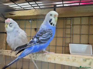 Budgerigars birds Budgies and guliden finch - Advert 10