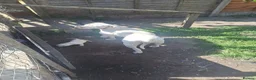 American Bulldog dogs for sale: Dogs for sale in Smethwick - Advert 3