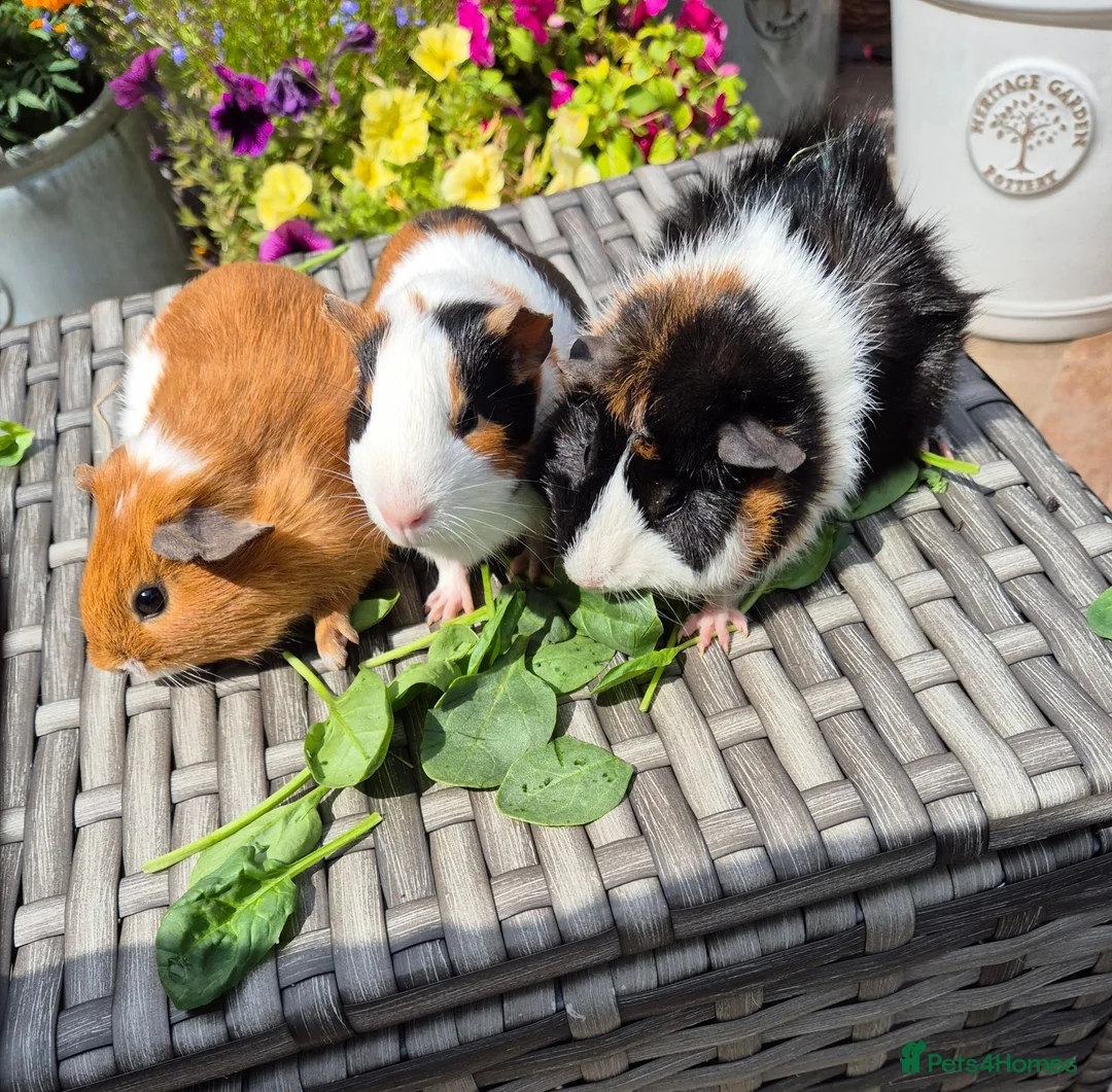 Guinea Pig rodents for sale: Beautiful Baby Sows Smooth and Funkyy Coats - Advert 2