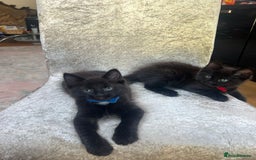 Norwegian Forest Cat cats for sale: Brown Norwegian Forest Cats  in Coventry - Image 15