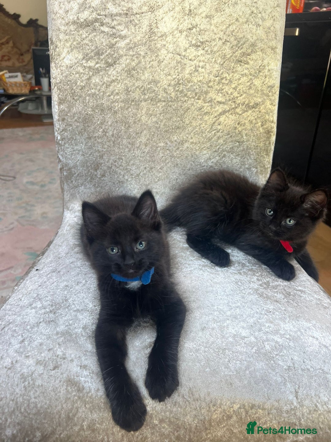 Norwegian Forest Cat cats for sale: Brown Norwegian Forest Cats  in Coventry - Image 15