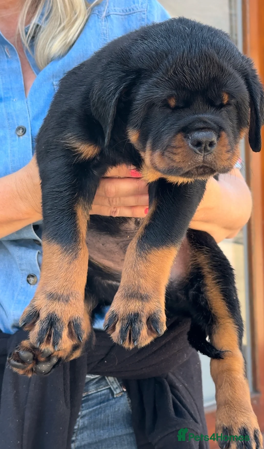 Rottweiler dogs for stud: HUGE HEALTH TESTED STUD - 0/0 hips 0/0 elbows in Bedford - Advert 10