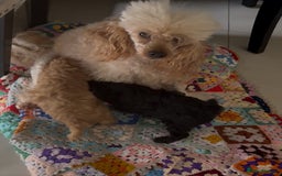 Toy Poodle dogs for sale: Outstanding health tested Petite Toy Poodie Pups  - Image 4