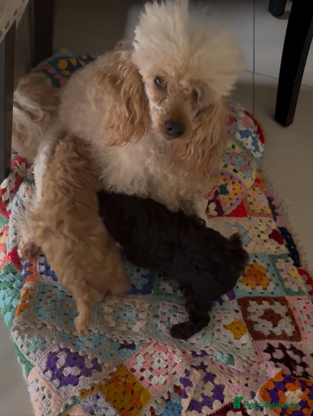 Toy Poodle dogs for sale: Outstanding health tested Petite Toy Poodie Pups  - Image 4