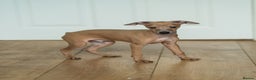 Italian Greyhound dogs for sale: Beautiful Italian greyhounds  - Advert 10